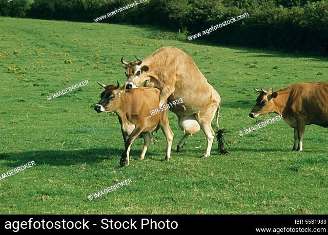 Jersey cattle, cow in season gets on another, England, Great Britain