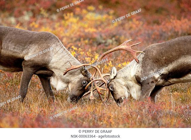 Caribou (Rangifer tarandus) two males sparring on tundra, United States, Alaska, Denali National Park and Preserve
