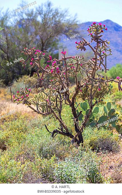 Buckhorn Cholla (Cylindropuntia acanthocarpa), blooming in Sonora desert, USA, Arizona, Phoenix