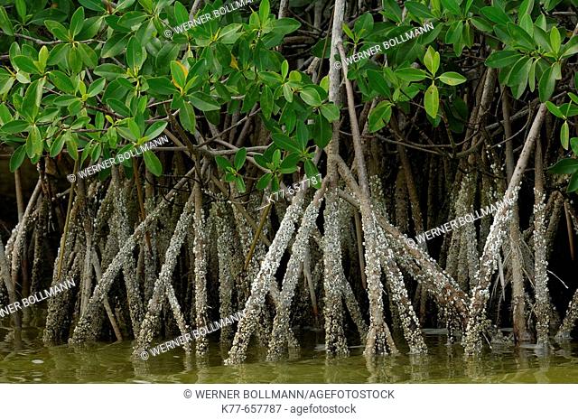 Red Mangroves (Rhizophora mangle), stilt roots with Acorn Barnacles (Balanidae) at low tide. Florida, USA