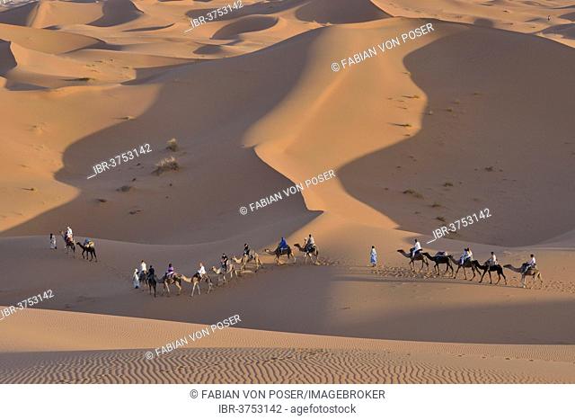 Tourists riding camels in the dunes, Sahara, Merzouga, Meknès-Tafilalet region, Morocco