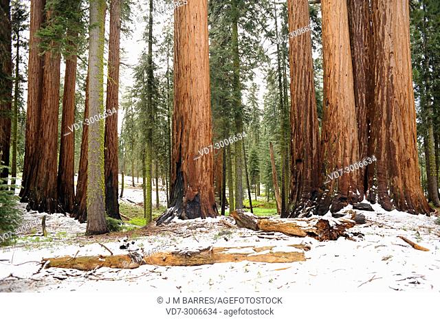Giant sequoia or giant redwood (Sequoiadendron giganteum) is a big tree native to Sierra Nevada, California, USA. This photo was taken in Sequoia-Kings Canyon...