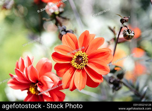 Closeup of red Zinnia flower in full bloom. Blurred background