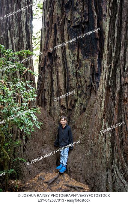 Young boy standing in the middle of a group of tall trees along the Lady Bird Johnson Grove Trail in the California Redwoods National Park in coastal Northwest...