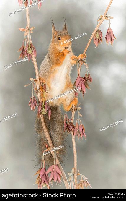 close up of red squirrel between branches looking at the viewer with hand to mouth