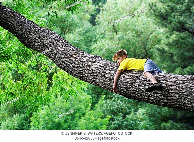 A caucasian boy, 5-10, rests in the branch of a large tree