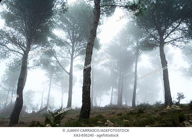 Fog at pine forest, Sierra Calderona natural park, Comunidad valenciana, Spain