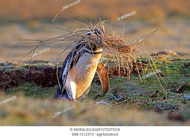 Falkland Islands , Sea LIon island , Magellanic Penguin  Spheniscus magellanicus , bringing herbs for the nest , Order SPHENISCIFORMES , Family Spheniscidae