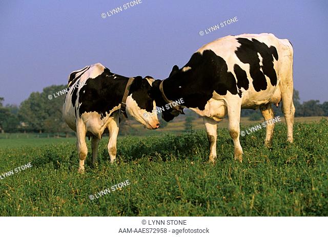 Holstein Cattle, Northern Illinois