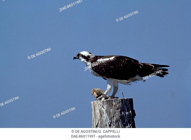 Osprey (Pandion haliaetus), Pandionidae
