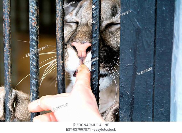 Man hand petting lioness through fence