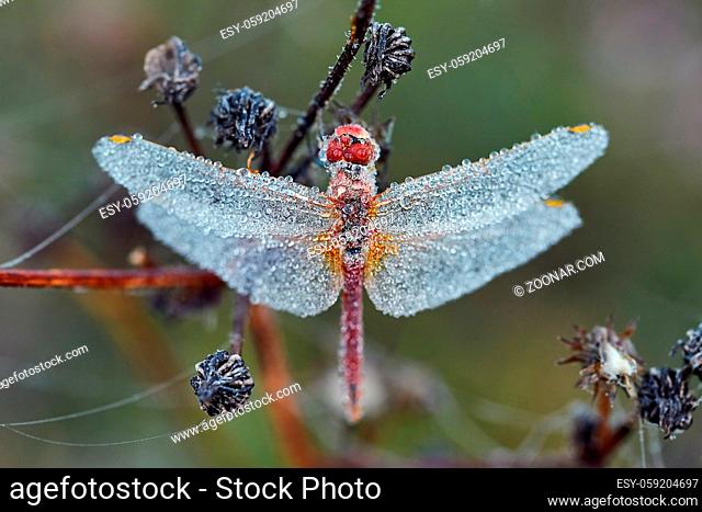 Dragonfly covered in dew drops