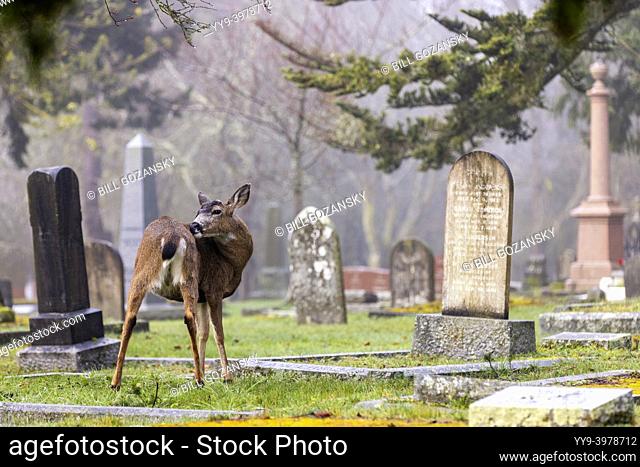 Black-tailed Deer (Odocoileus hemionus) in Ross Bay Cemetery - Victoria, Vancouver Island, British Columbia, Canada