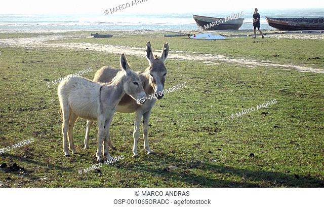 two donkeys animals at the ceara beach