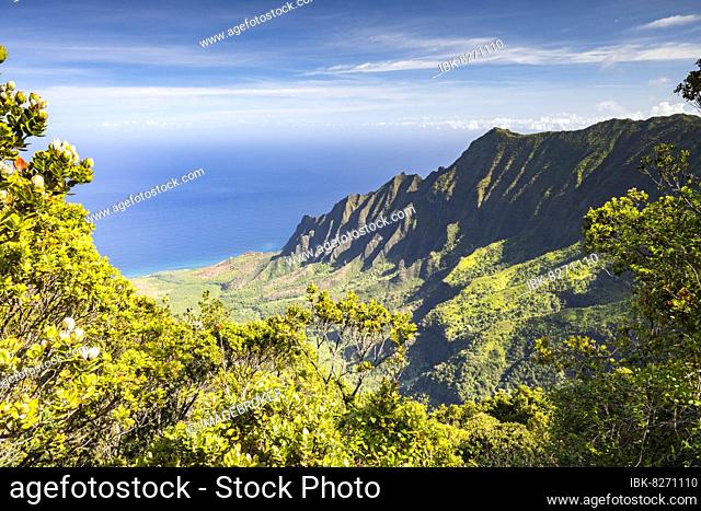 Blick vom Kalalau Lookout ins Kalalau Valley, Kokee State Park, Napali Küste, Kauai, Hawaii, USA, North America