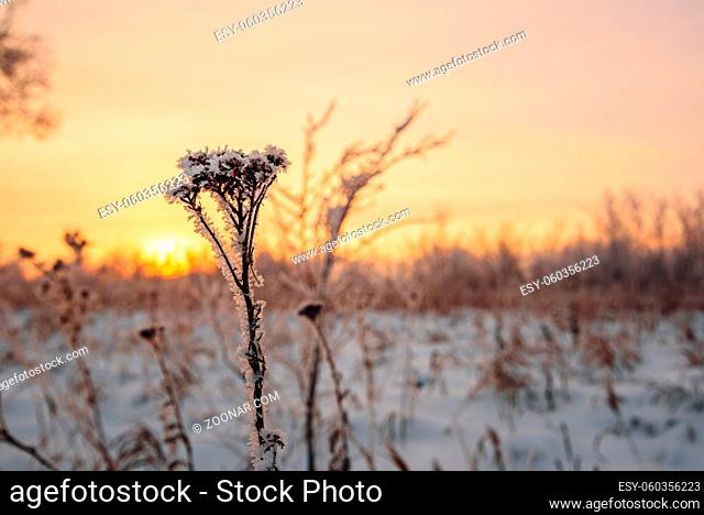 Frosted meadow flowers in the sunset light