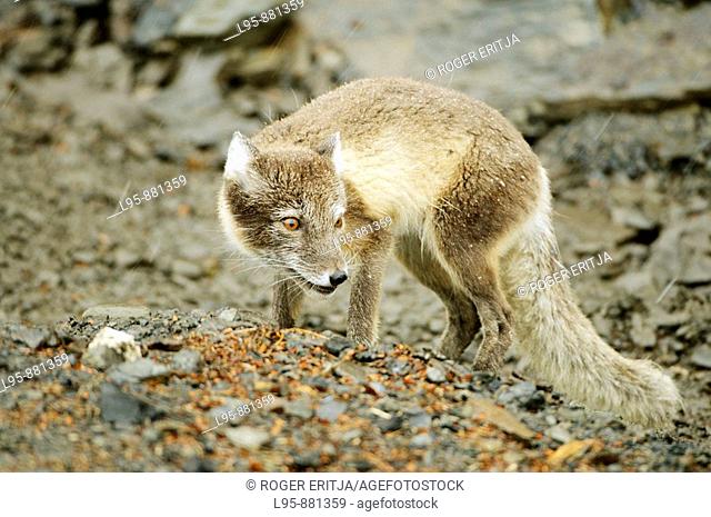 Arctic Fox Vulpes lagopus in summer fur, seeking food