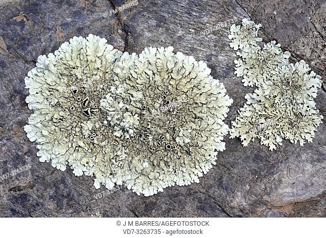 Peppered rock-shield (Xanthoparmelia conspersa). Les Alberes, Girona province, Catalonia, Spain