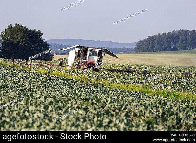 Markendorf, Germany June 23, 2020: Symbolic images - 2020 Cauliflower harvest in a field of the Biewener vegetable farm. Pictured: A field of cauliflower with...