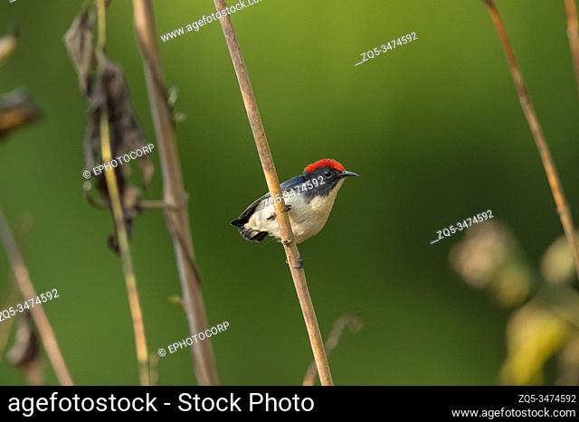 Scarlet-backed flowerpecker, Dicaeum cruentatum, Dehing Dehing Patkai Wildlife Sanctuary, Assam, India
