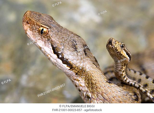 Asp Viper Vipera aspis adult female with newly born young, close-up of heads, Val Borbera, Alessandria, Piedmont, Italy
