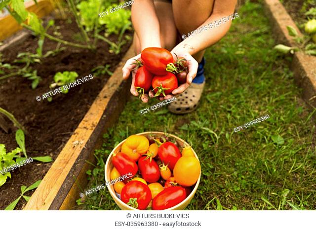 Woman's hands harvesting fresh organic tomatoes in her garden on a sunny day. Farmer picking tomatoes. Vegetable rowing. Gardening concept