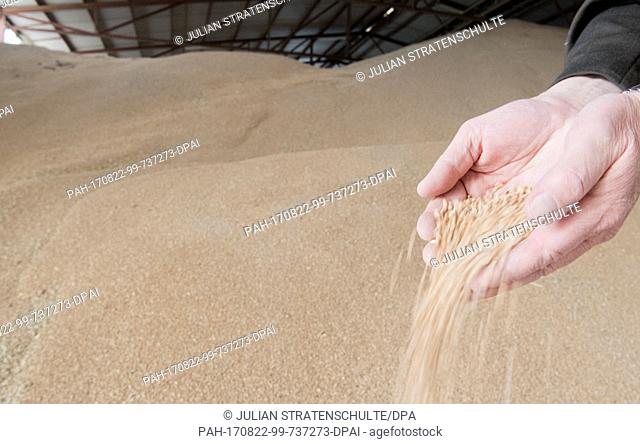 A cereal handler lets grain run through his hands in Algermissen, Germany, 22 August 2017. A late cold snap and frost in spring and constant rain throughout the...