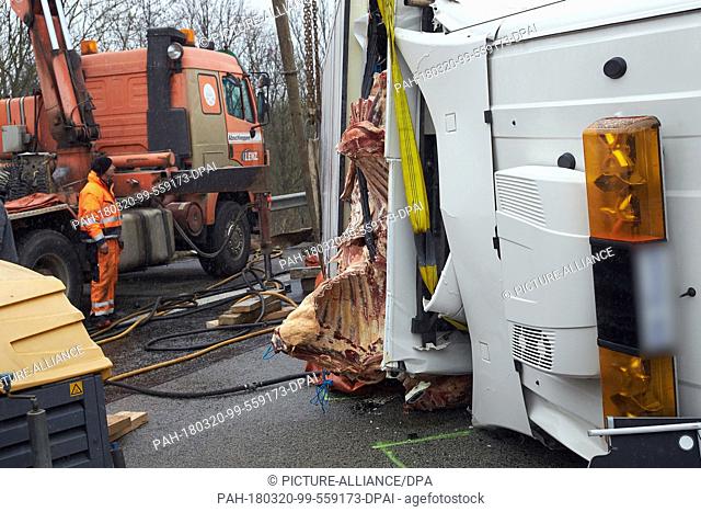 20 March, Germany, Boppard: Recovery workers attempt to right a juggernaut carrying beef which overturned on the Autobahn 61 (A61) motorway near Boppard