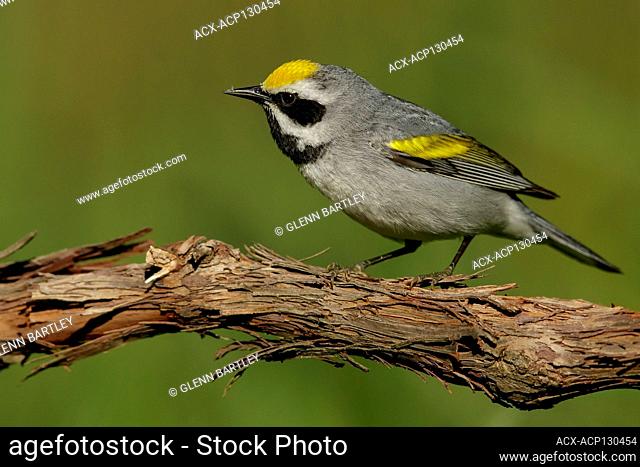 Golden-winged Warbler (Vermivora chrysoptera) perched on a branch in Ontario, Canada