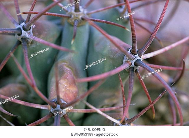 barrel cactus (Ferocactus emoryi), areols