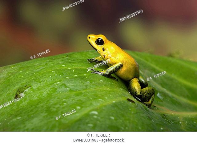 Black-Legged Poison Frog (Phyllobates bicolor), on a leaf