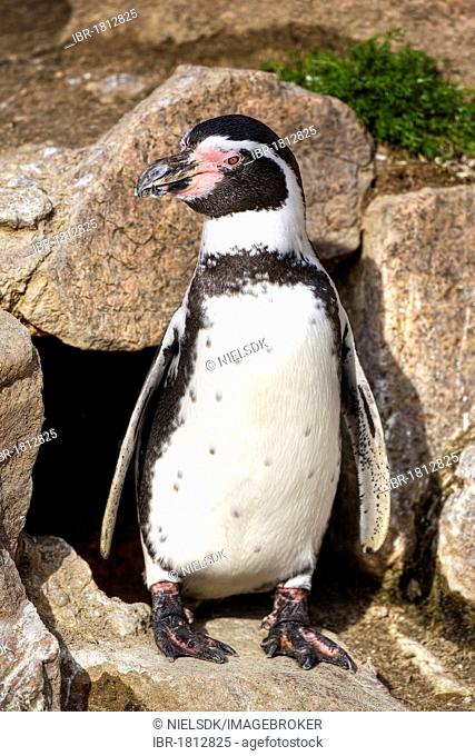 Humboldt Penguin (Spheniscus humboldti)