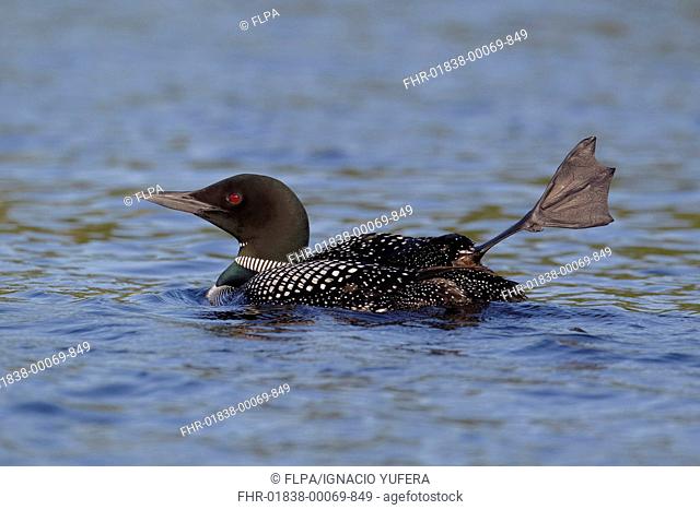 Great Northern Diver Gavia immer adult, summer plumage, stretching leg on lake, North Michigan, U S A , june