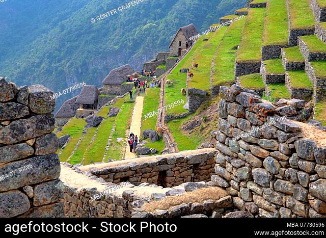 Terraces and reconstructed houses of the ruin town of Machu Picchu over the Urubamba valley near Aguas Calientes, Andes highland, Peru