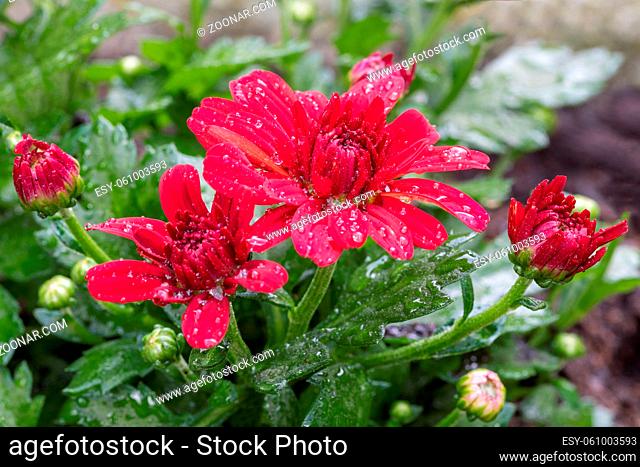 Closeup of red flowers of Chrysanthemum morifolium after rain with water drops