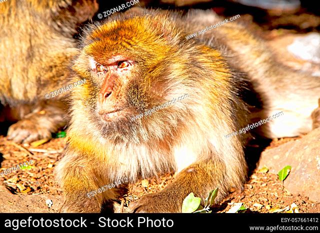 old monkey in africa morocco and natural background fauna  close up
