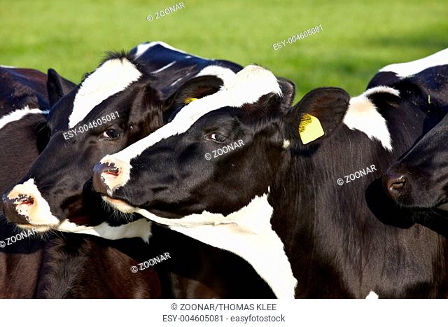 Close-up of young cattle with ear tags on a pastur