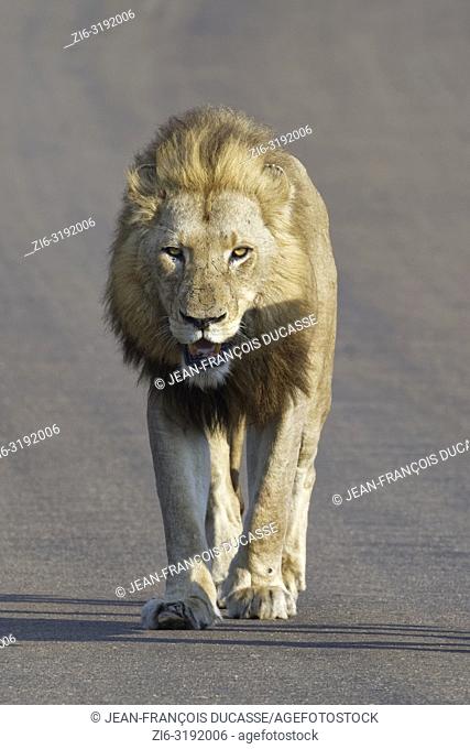 African lion (Panthera leo), adult male walking on a tarred road, Kruger National Park, South Africa, Africa