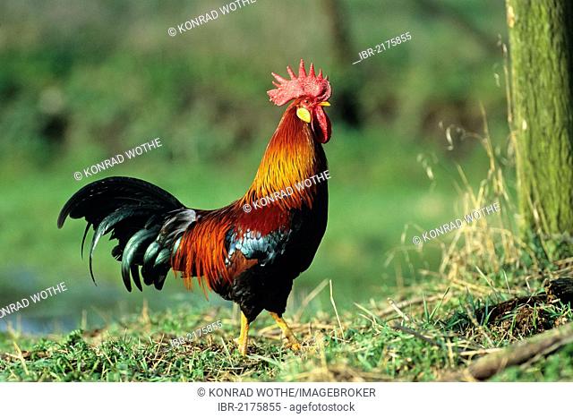 Rooster, cock, Gauloise Dorée chicken breed, Bavaria, Germany
