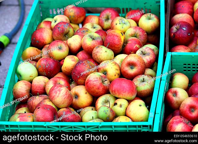 Äpfel in Kisten (Salzkammergut, Oberösterreich, Österreich) - Apples in boxes (Salzkammergut, Upper Austria, Austria)