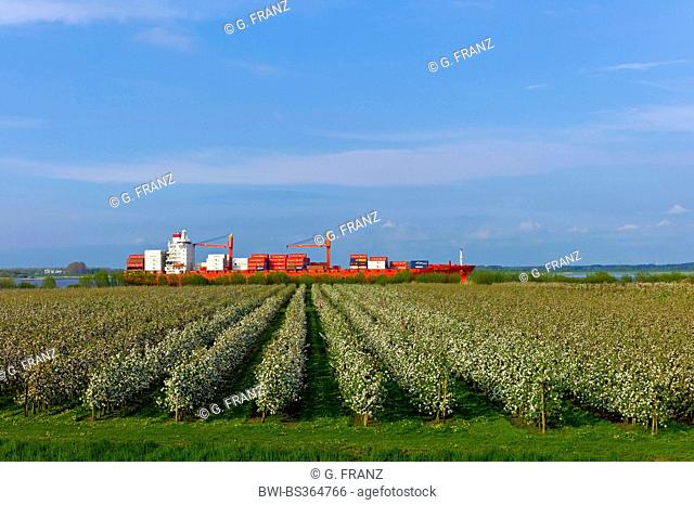 apple tree (Malus domestica), flowering apple trees at the Altes Land near Luehe Gruenendeich, bulk carrier on the Elbe, Germany, Lower Saxony