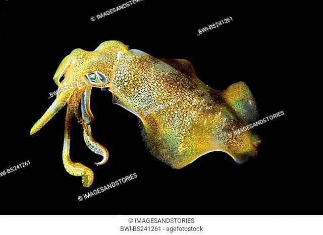 Bigfin reef squid, Calamari squid Sepioteuthis lessoniana, hunting at night, Indonesia, Bali
