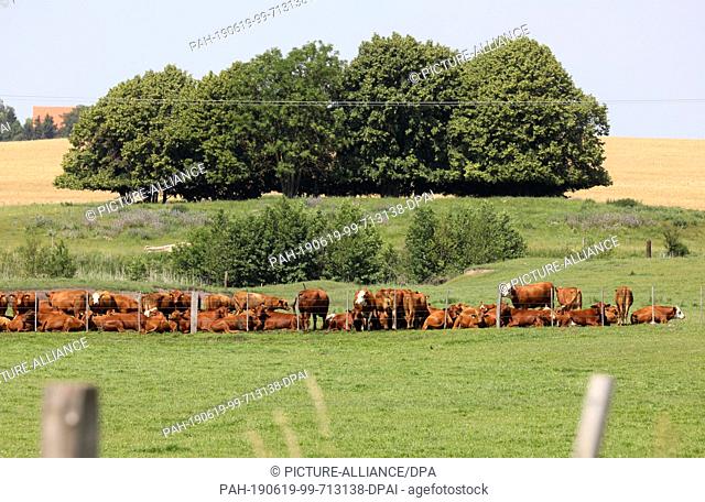 19 June 2019, Mecklenburg-Western Pomerania, Dalwitz: On the pastures of Gut Dalwitz cattle gather at a watering place. In and around Dalwitz