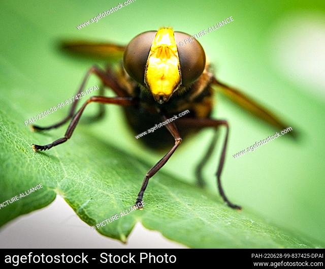 28 June 2022, Hessen, Frankfurt/Main: A hornet hoverfly sits on a vine leaf in a Frankfurt garden. The insect, which measures about two centimeters