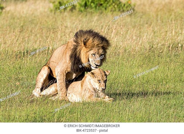 Lions (Panthera leo), mating pair, Masai Mara, Narok County, Kenya