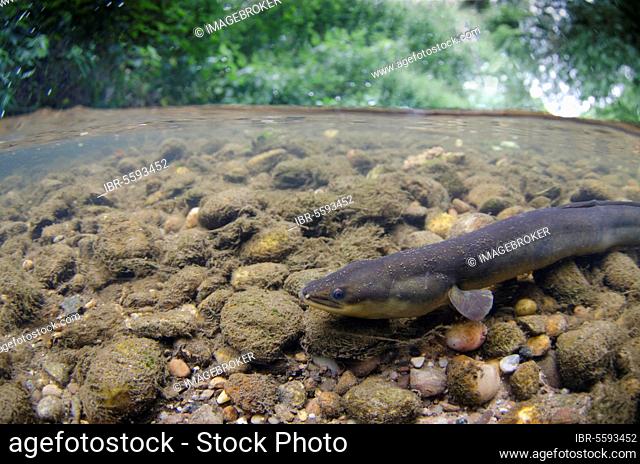 European Eel (Anguilla anguilla) adult, swimming over riverbed in shallow water, in river habitat, River Soar, Leicestershire, England, United Kingdom, Europe