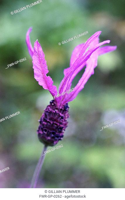 Lavandula stoechas 'Papillon', Lavender