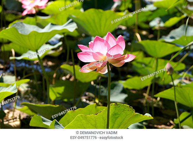 Lotus flower in a flood plain of the Volga River in the Volgograd region in Russia