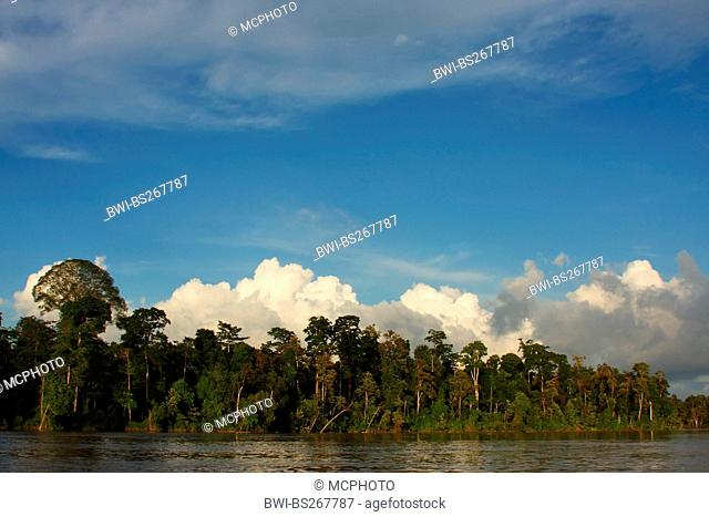river Kinabatangan seamed by tropical rain forest, Malaysia, Sabah, Sungai Kinabatangan, Borneo