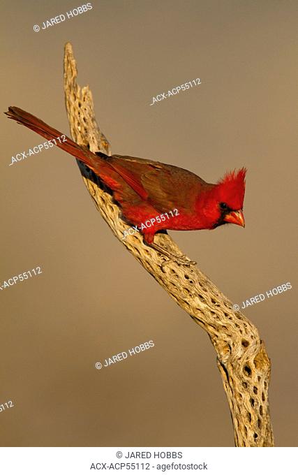Northern Cardinal, Cardinalis cardinalis, Arizona, USA